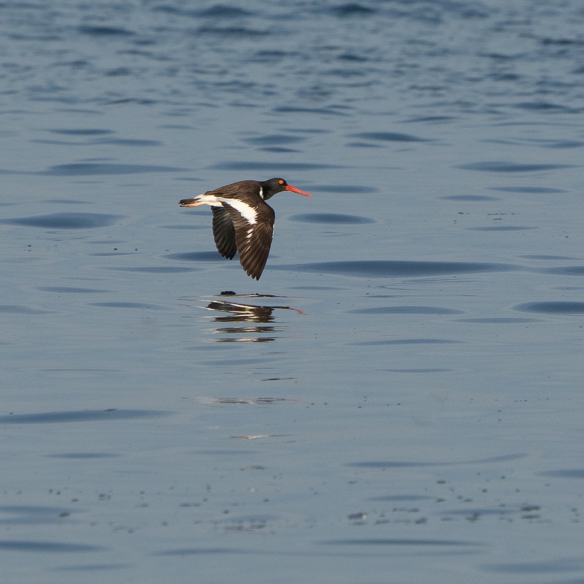 American Oystercatcher - ML616481745