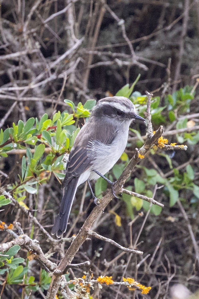White-browed Chat-Tyrant - ML616481761