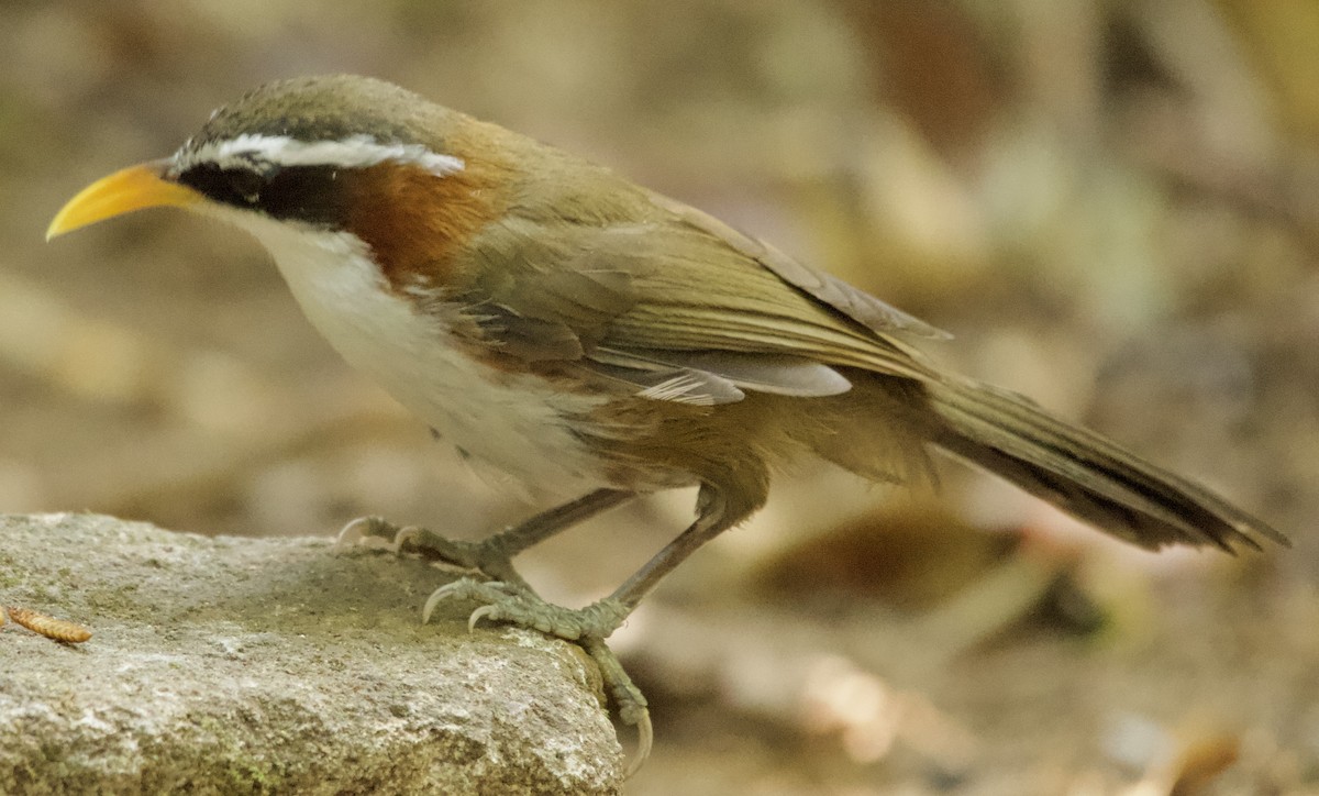 White-browed Scimitar-Babbler - ML616481781