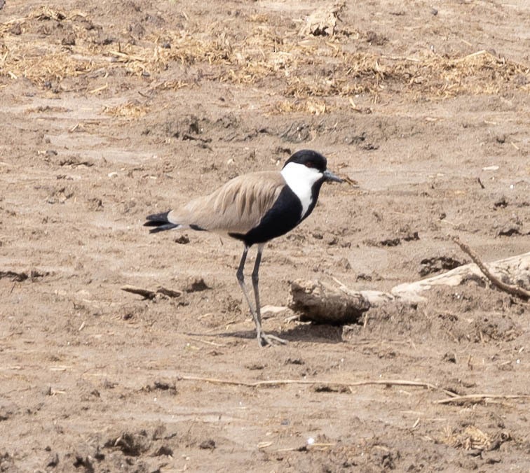 Spur-winged Lapwing - ML616481790