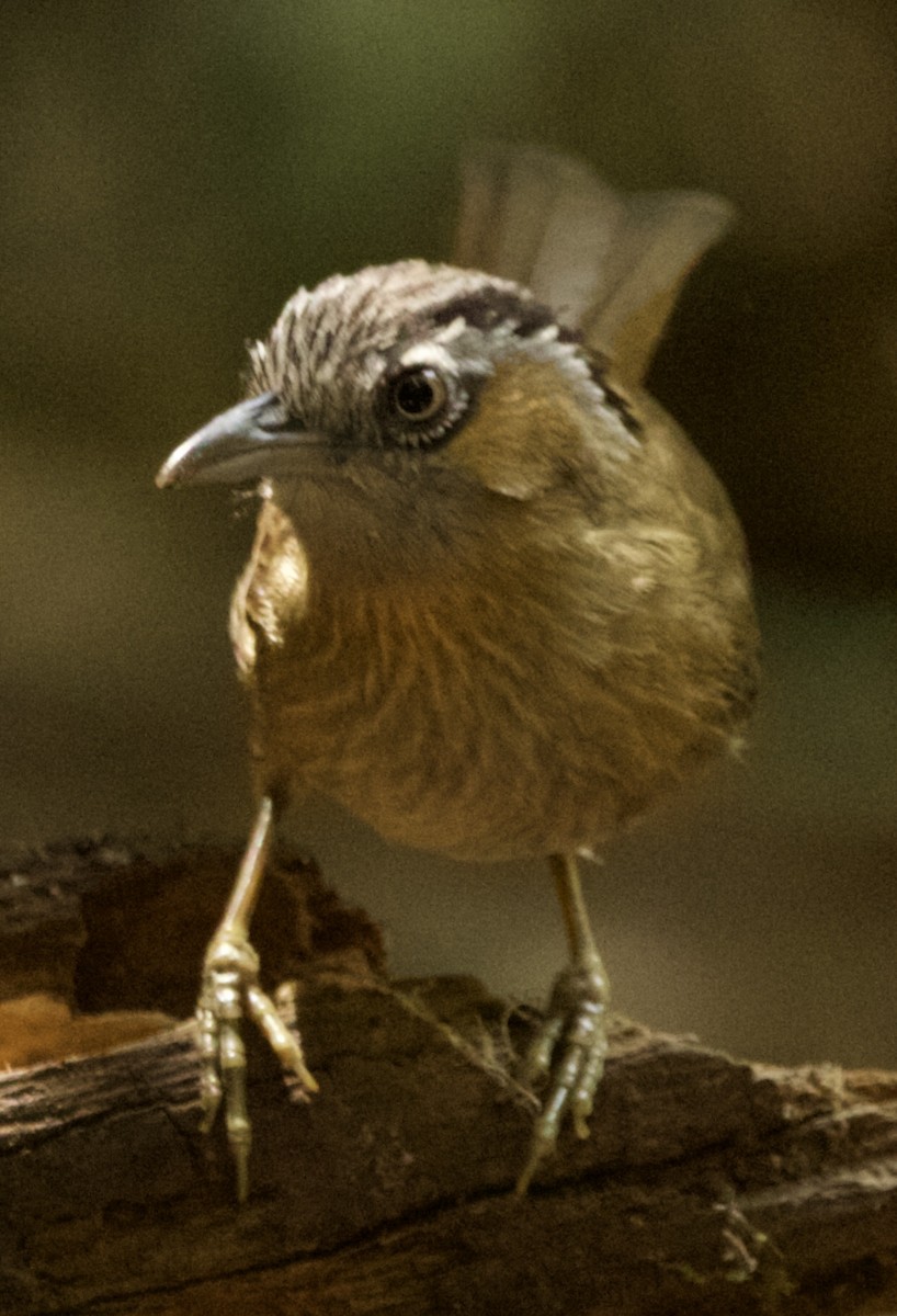 Timalie à tête rayée - ML616481795