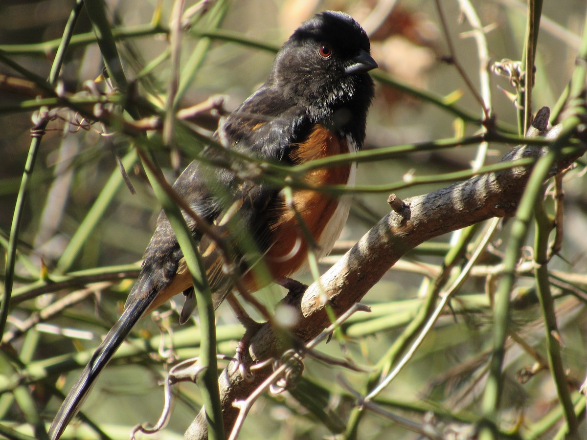 Eastern Towhee - John Coyle