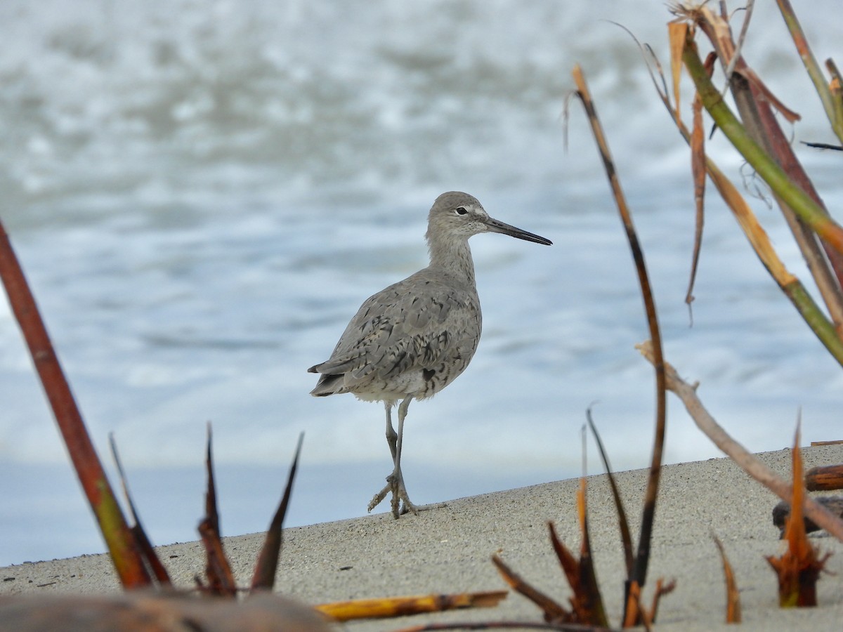 Willet - ML616481825