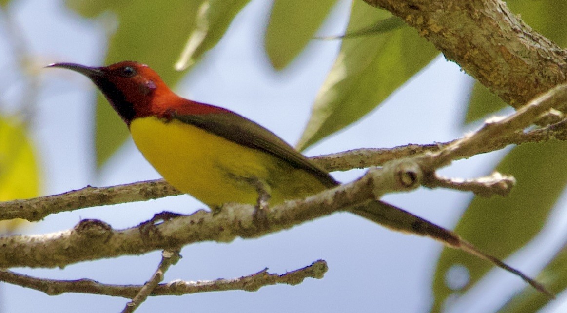 Mrs. Gould's Sunbird - ML616481829