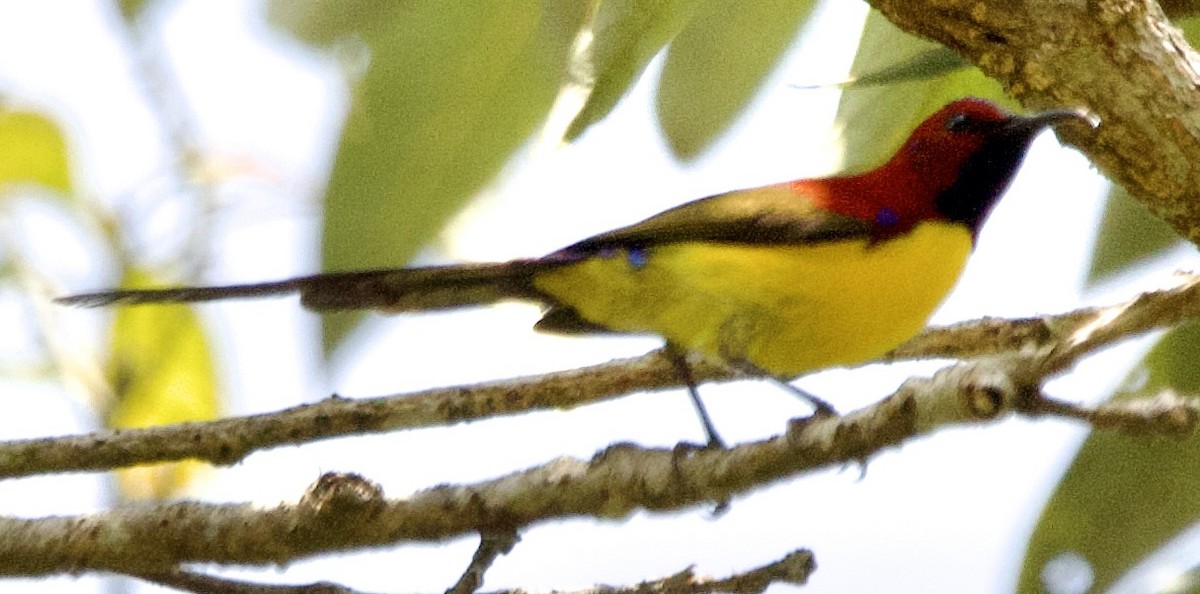 Mrs. Gould's Sunbird - ML616481831