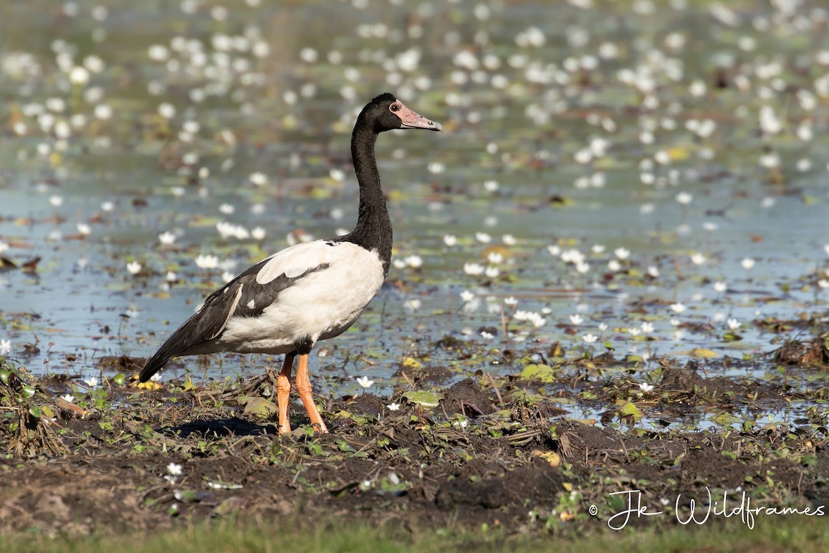 Magpie Goose - JK Malkoha