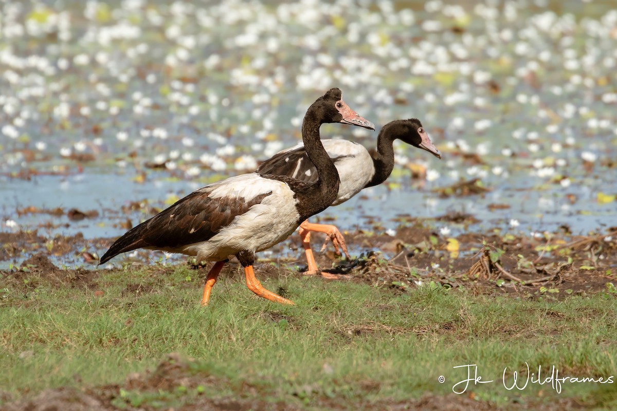 Magpie Goose - JK Malkoha