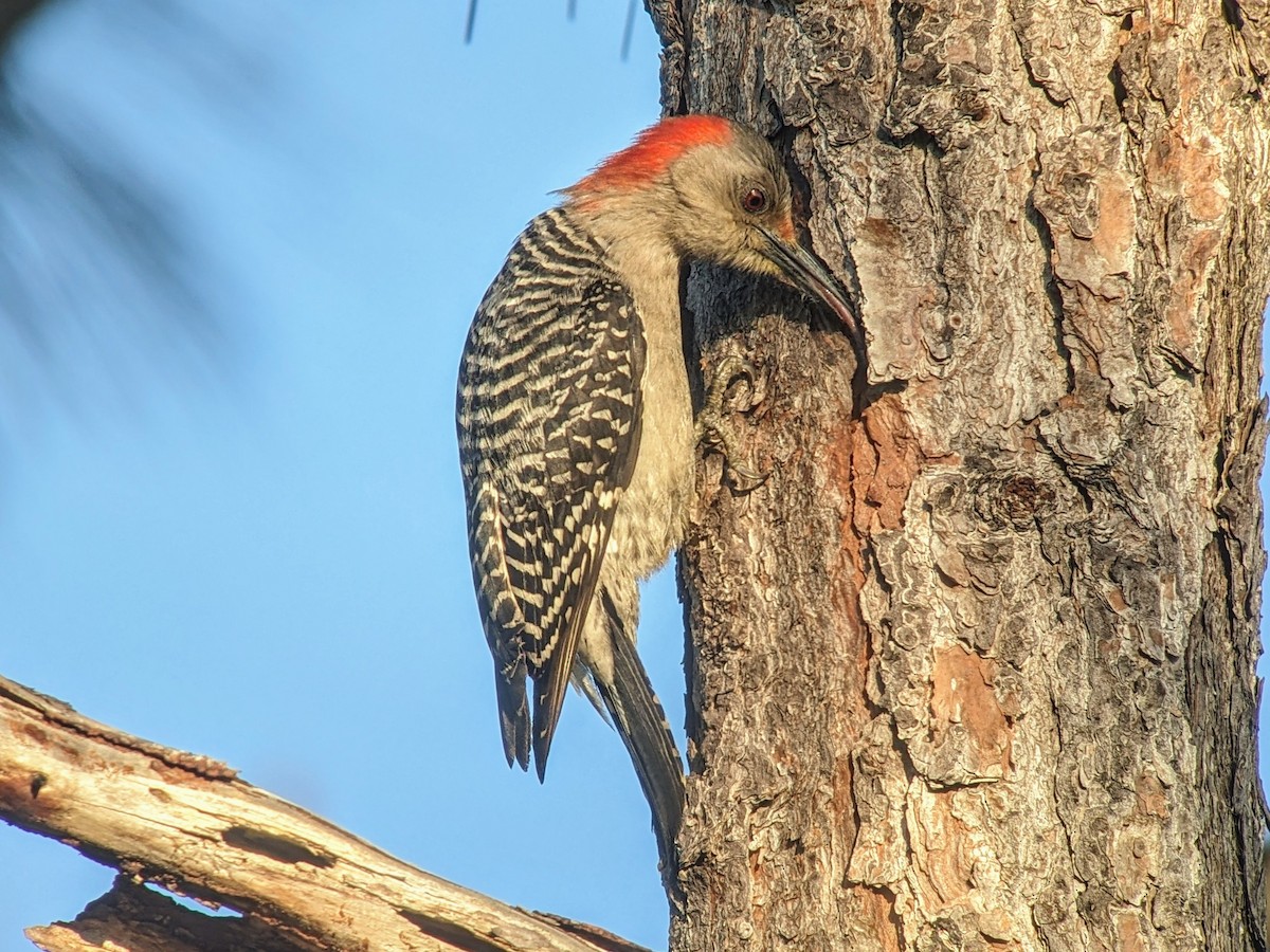 Red-bellied Woodpecker - jean bernier