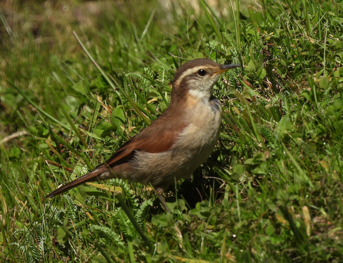 Kordoba Sinklotu - ML616481961