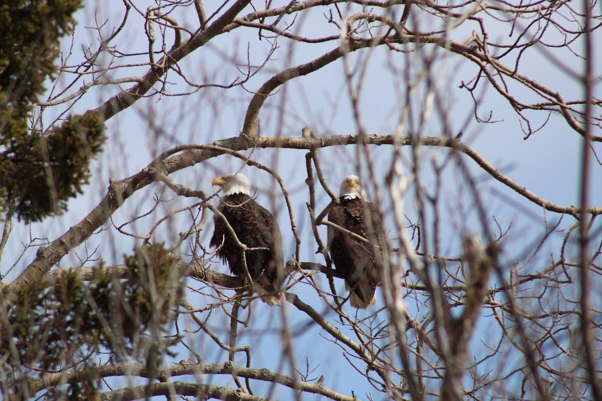 Bald Eagle - ML616481972