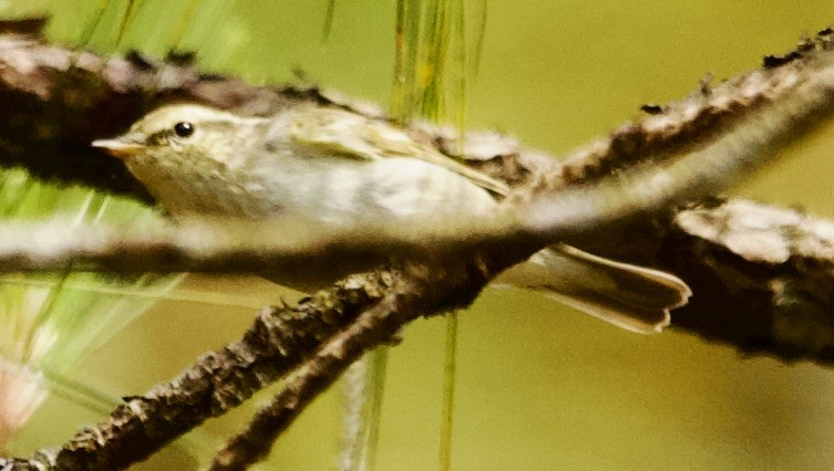 Kloss's Leaf Warbler - Connie Lintz