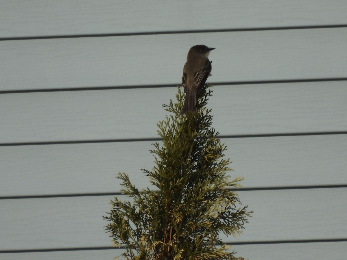 Eastern Phoebe - ML616481984