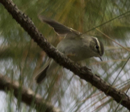 Blyth's Leaf Warbler - ML616481988