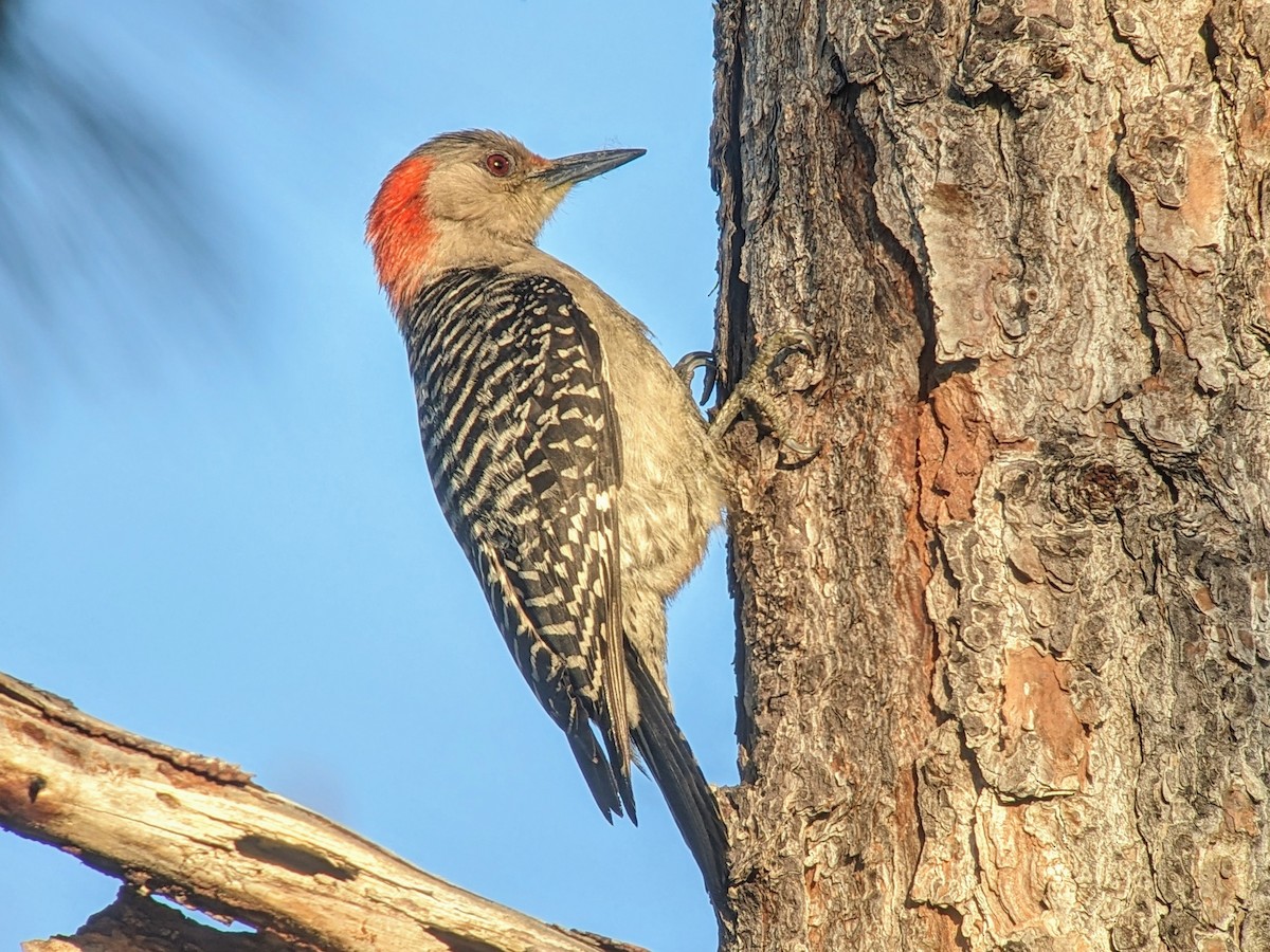 Red-bellied Woodpecker - jean bernier