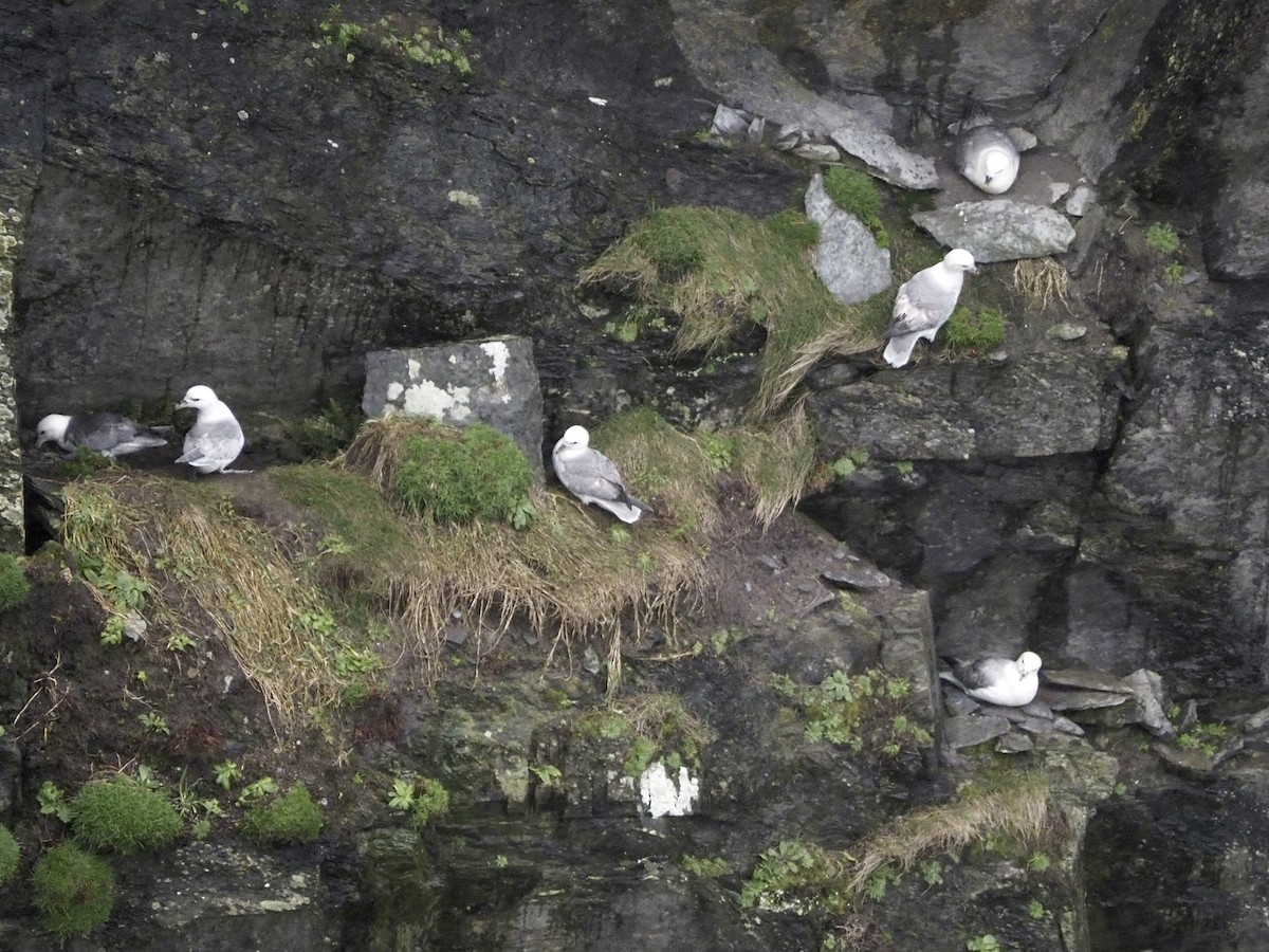 Northern Fulmar - Tyler Nahlik