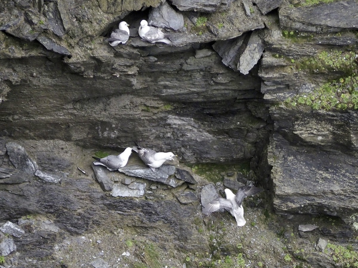 Fulmar boréal - ML616482019