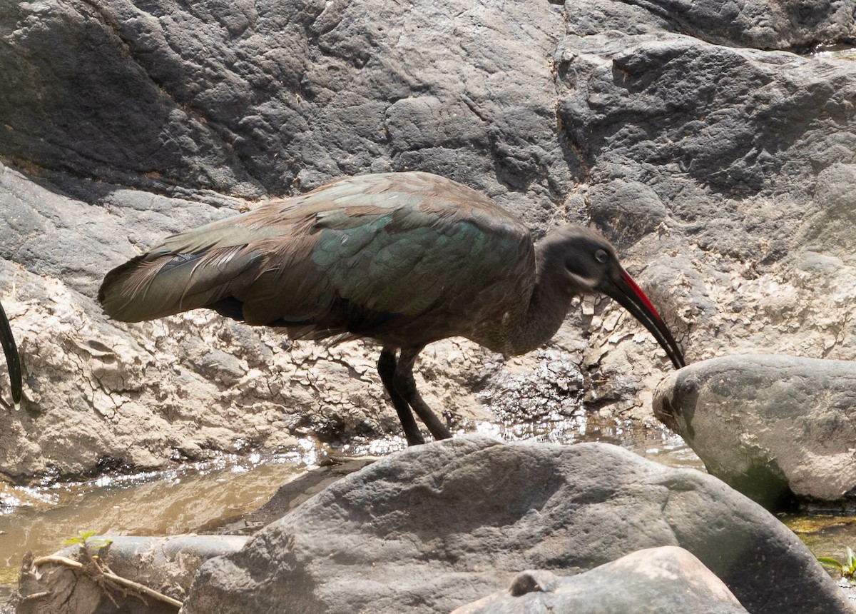 Hadada Ibis - Davide Parisio Perrotti