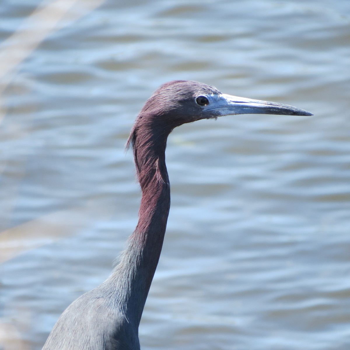 Little Blue Heron - ML616482057