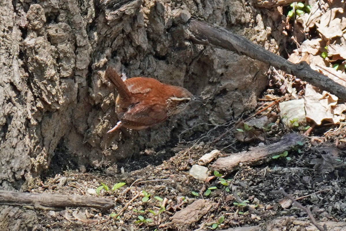 Carolina Wren - Susan Iannucci