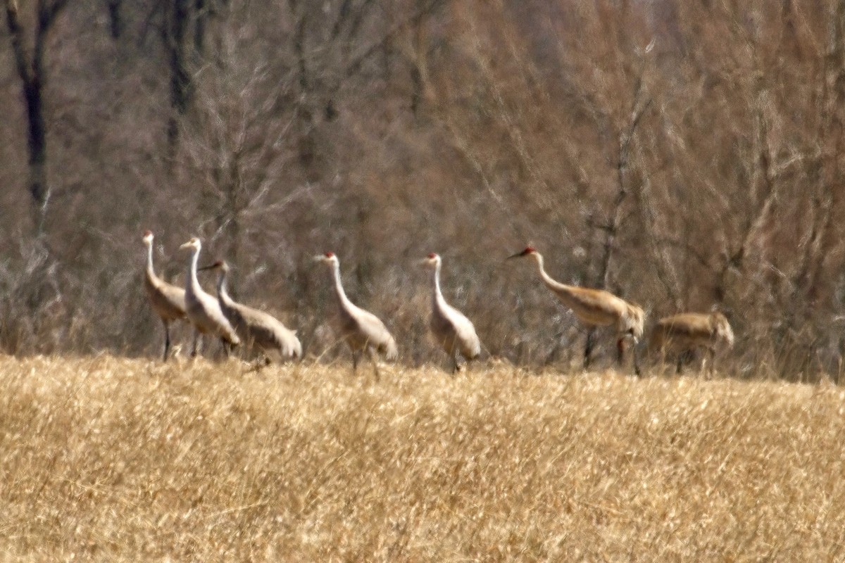 Sandhill Crane - ML616482080