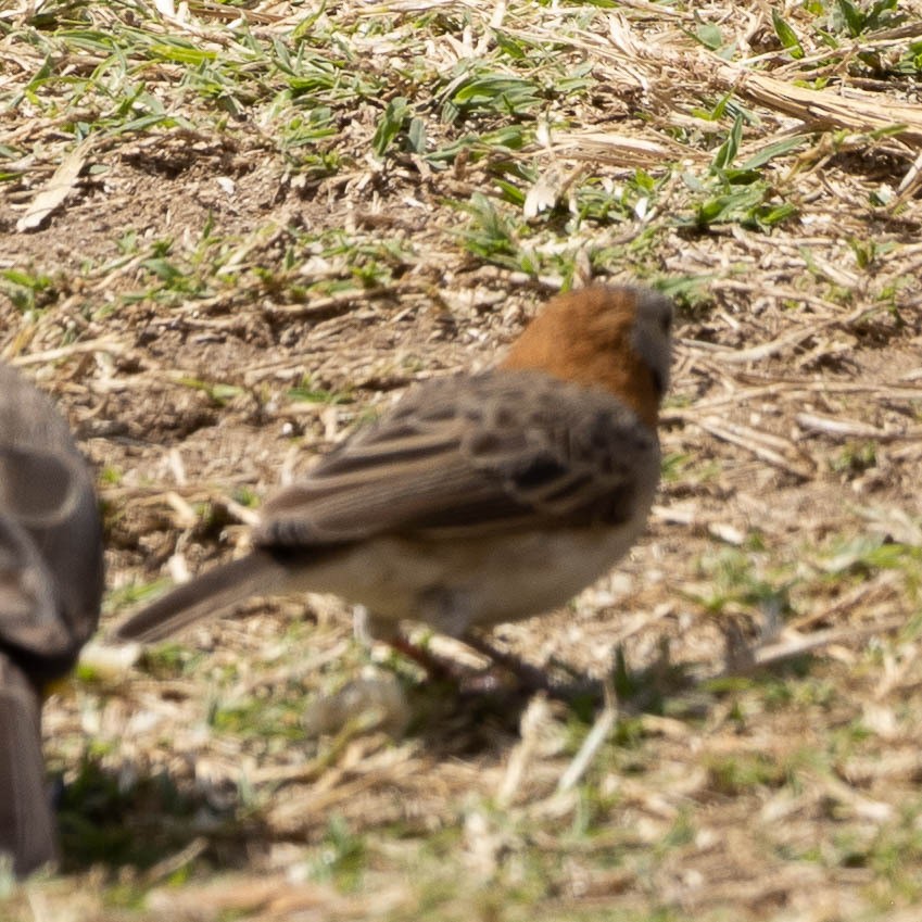 Speckle-fronted Weaver - Davide Parisio Perrotti