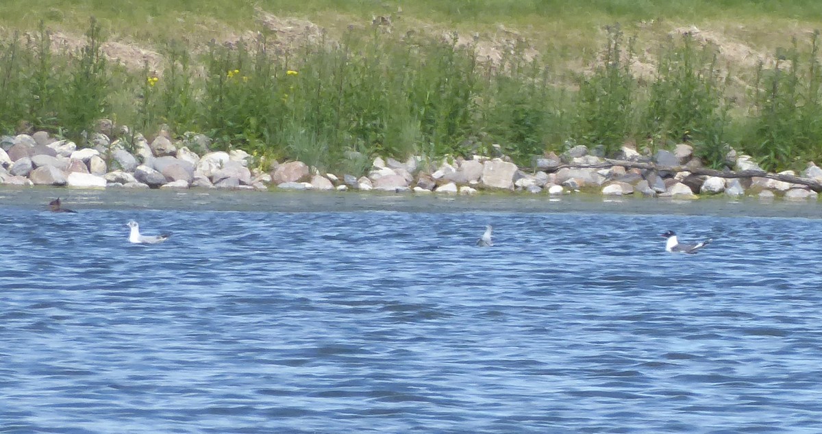 Bonaparte's Gull - ML61648211