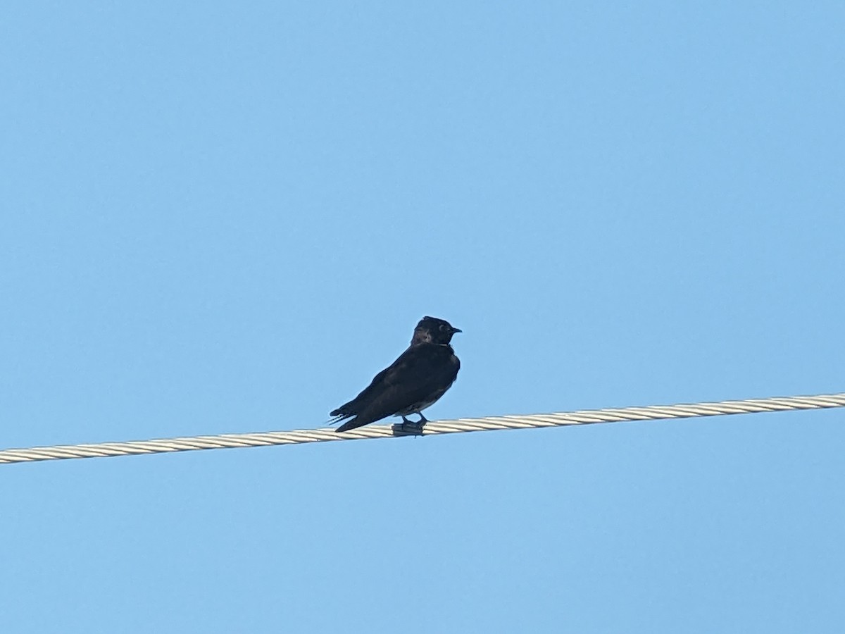 Purple Martin - jean bernier