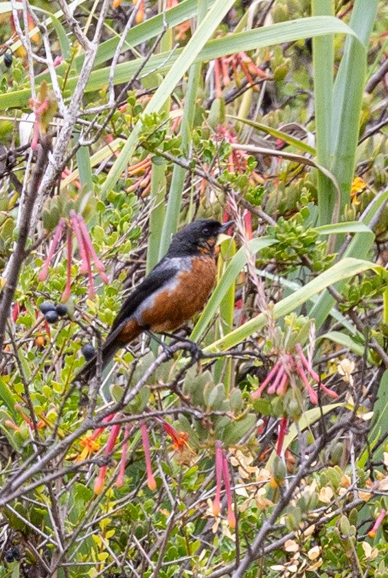 Black-throated Flowerpiercer - ML616482118