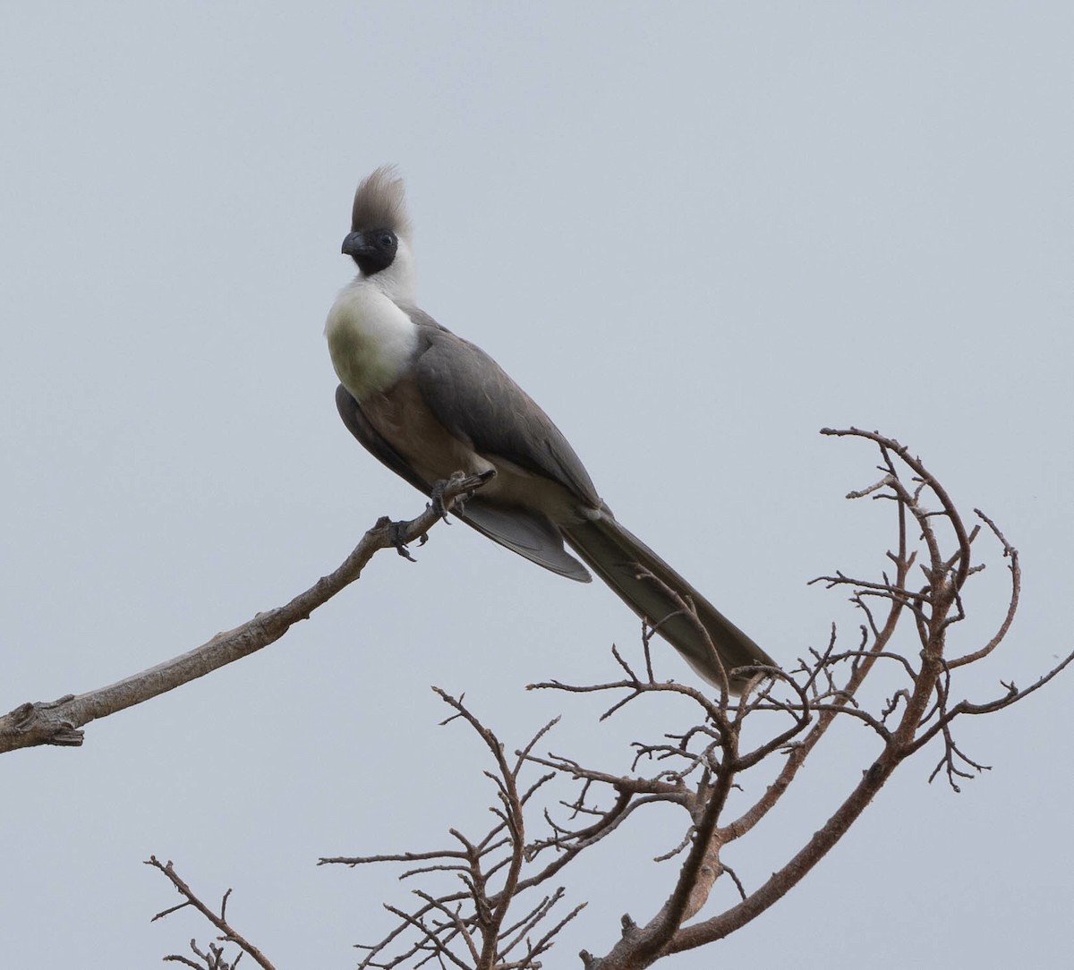 Bare-faced Go-away-bird - ML616482137