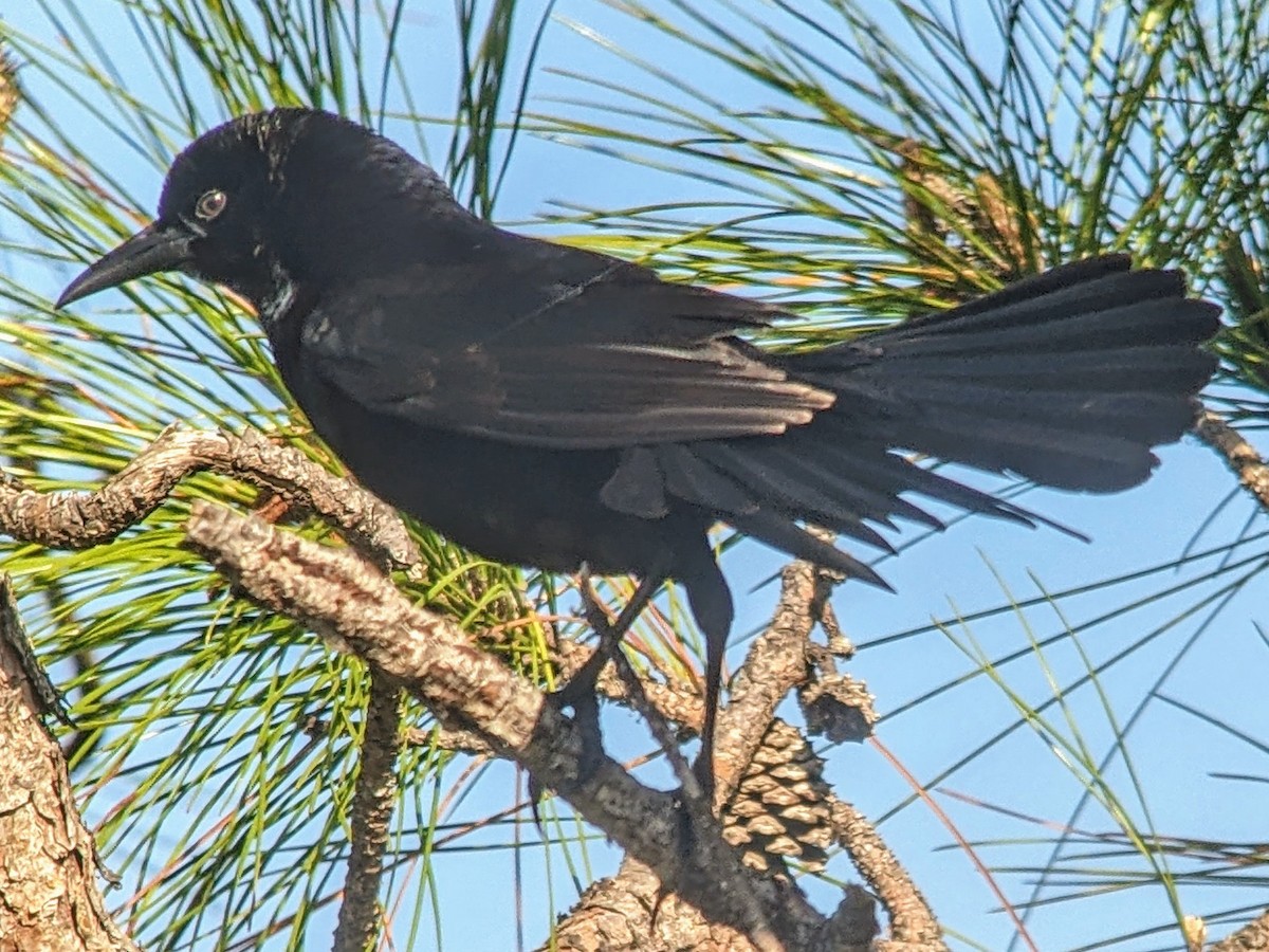 Boat-tailed Grackle - jean bernier