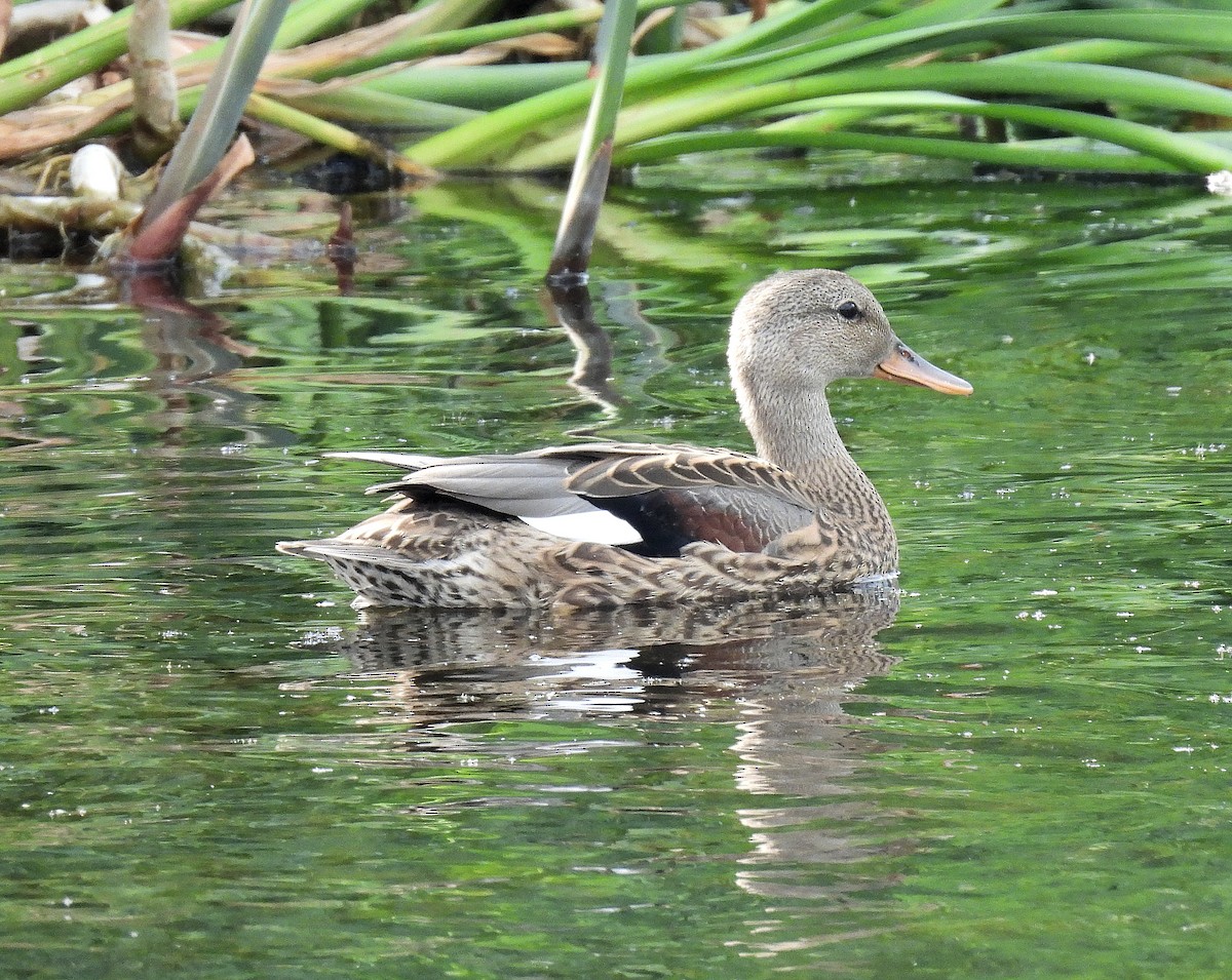 Canard chipeau - ML616482192