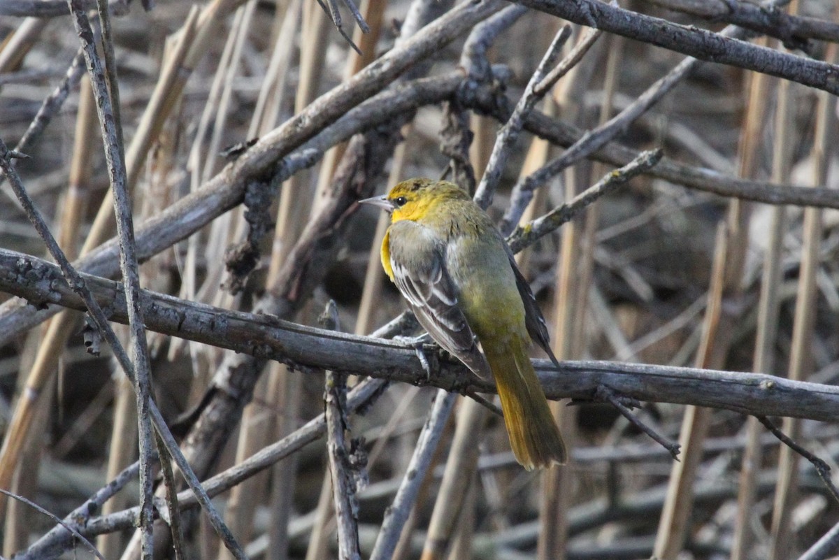 Bullock's Oriole - ML616482223