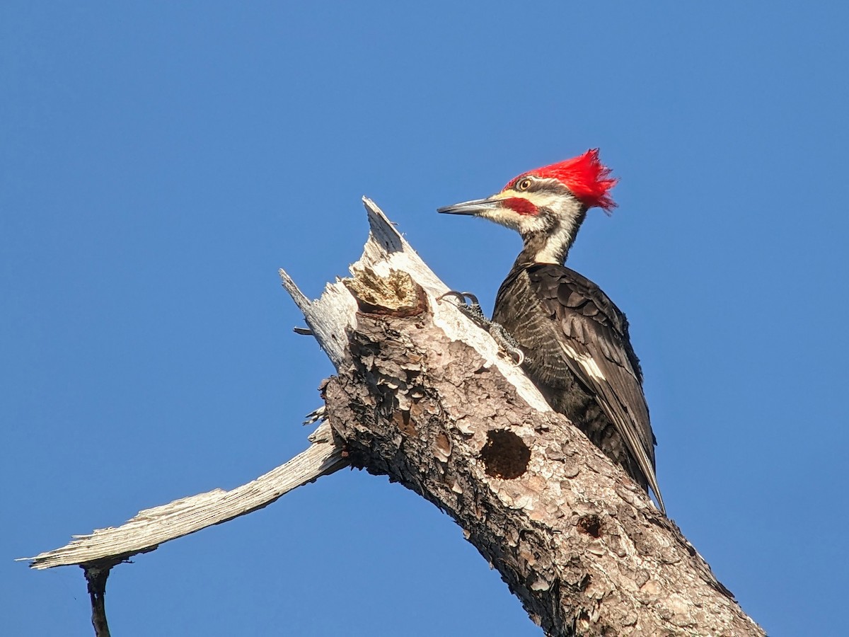 Pileated Woodpecker - jean bernier