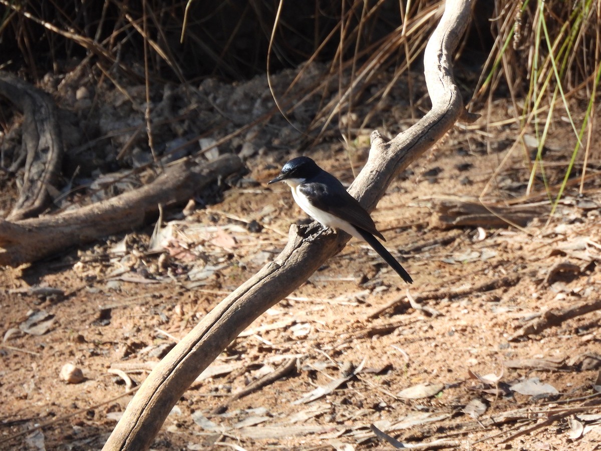 Restless Flycatcher - ML616482258