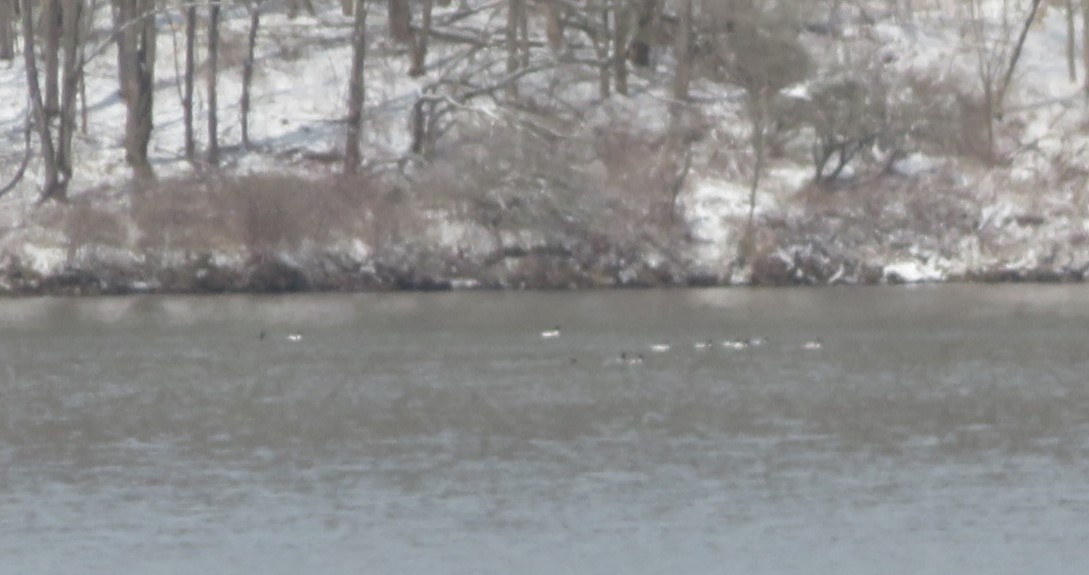 Common Merganser - ML616482259