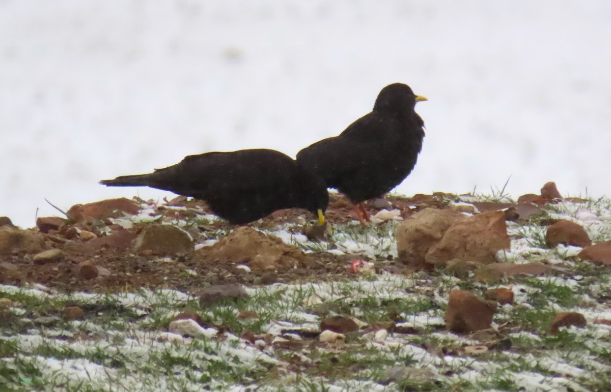 Yellow-billed Chough - ML616482267