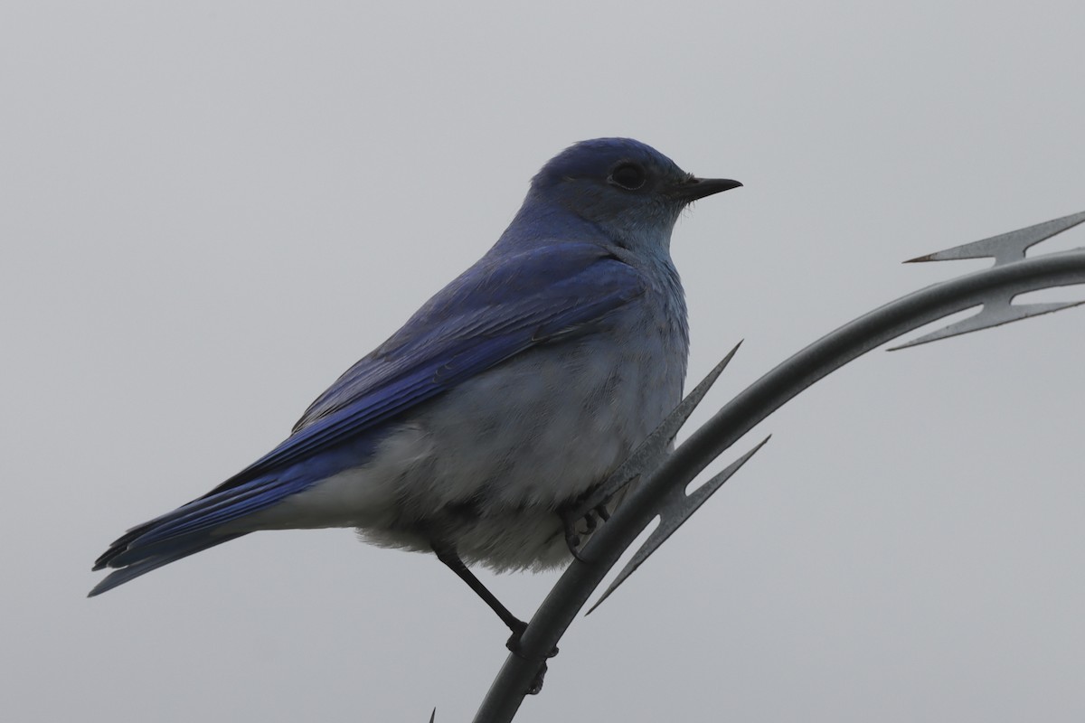 Mountain Bluebird - Rosemary Clapham