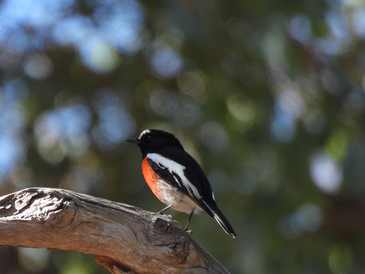 Scarlet Robin - ML616482289