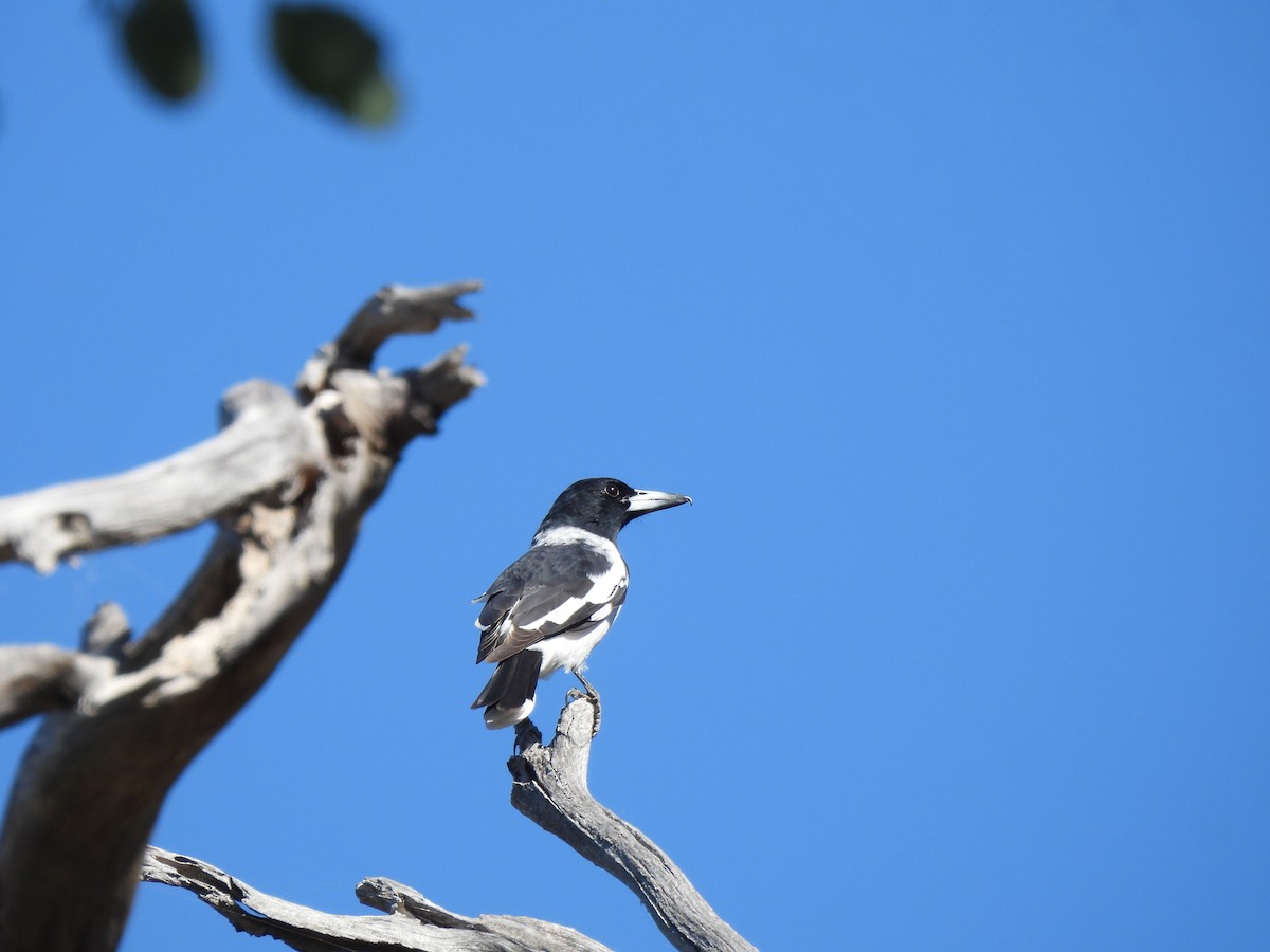 Pied Butcherbird - ML616482298