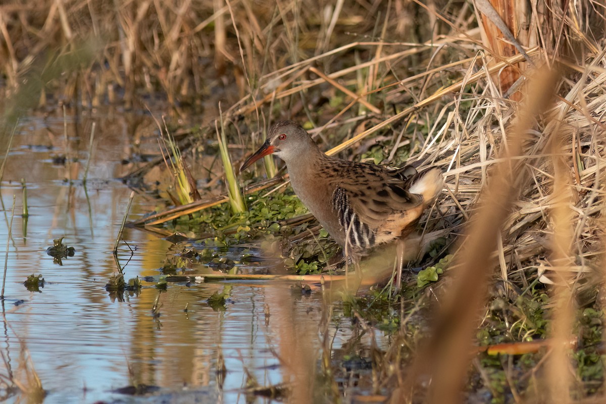 Water Rail - ML616482301