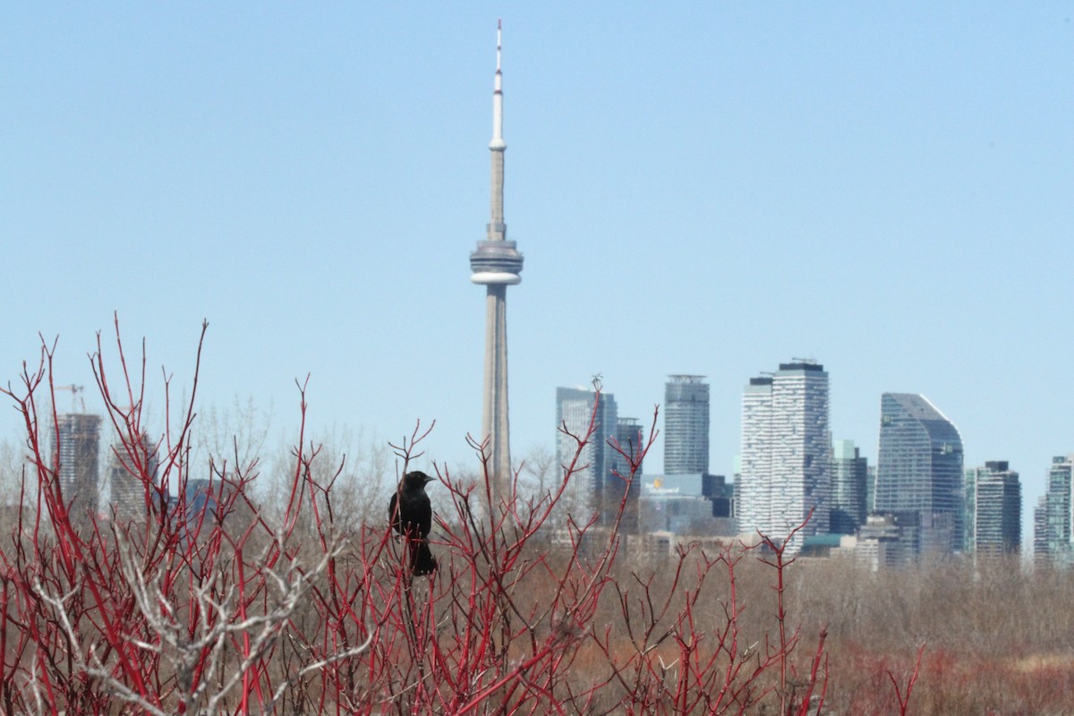 Red-winged Blackbird - ML616482318