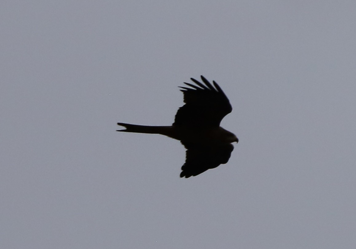 Black Kite - ML616482379