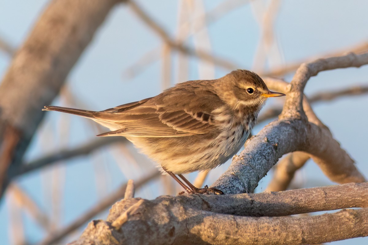 Water Pipit - ML616482417