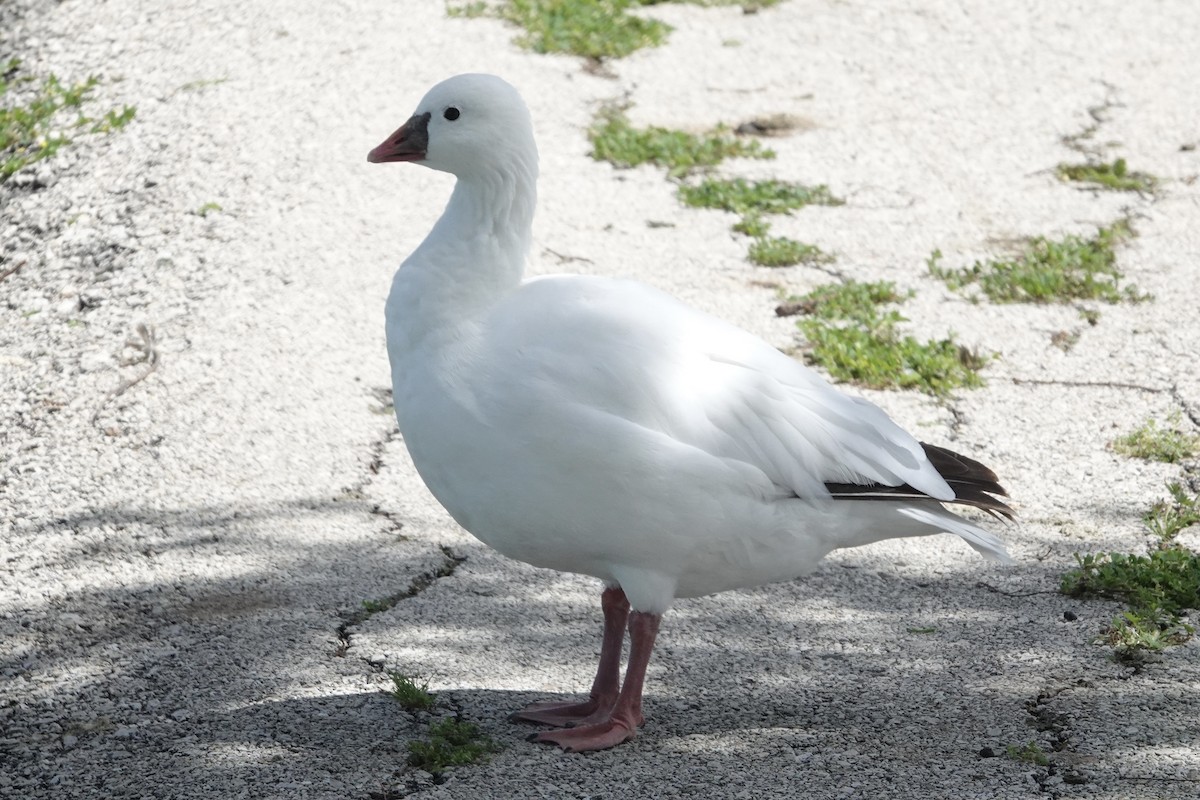 Ross's Goose - ML616482420