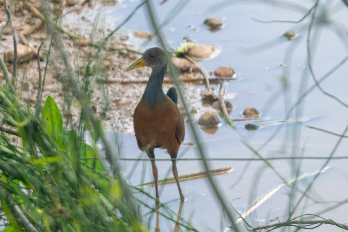 Gray-cowled Wood-Rail - Ted Kavanagh