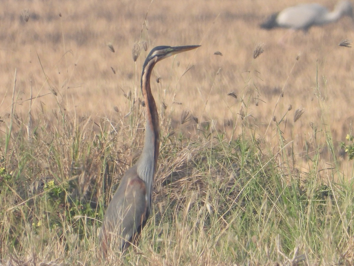 Purple Heron - ML616482462