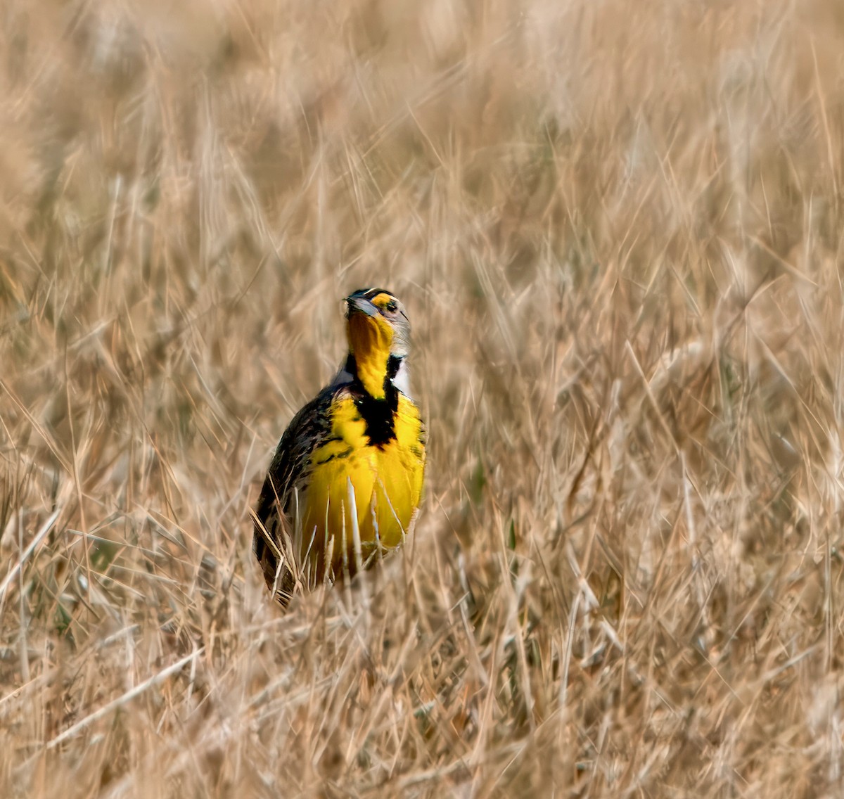 Western Meadowlark - ML616482468