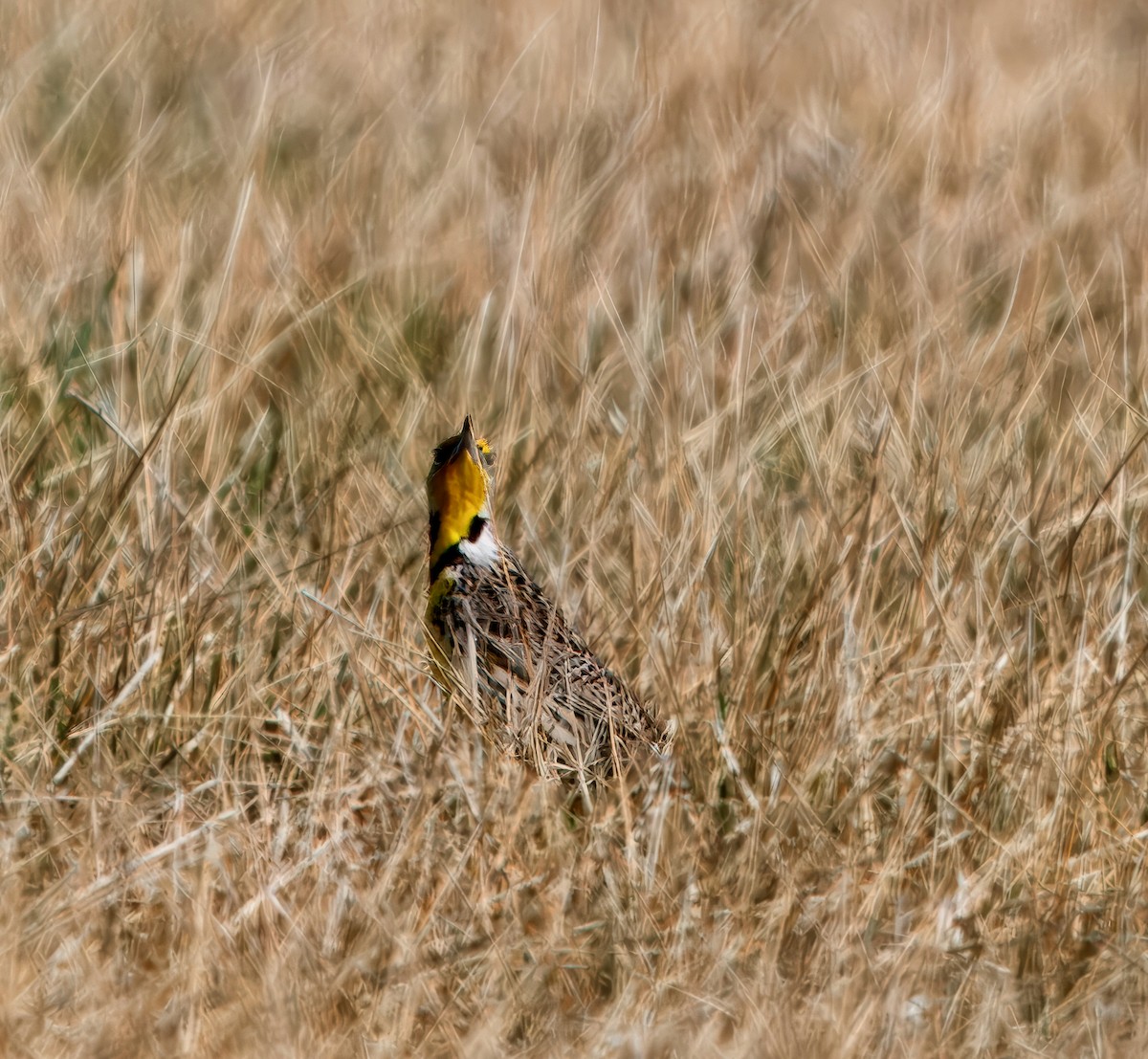Western Meadowlark - ML616482469