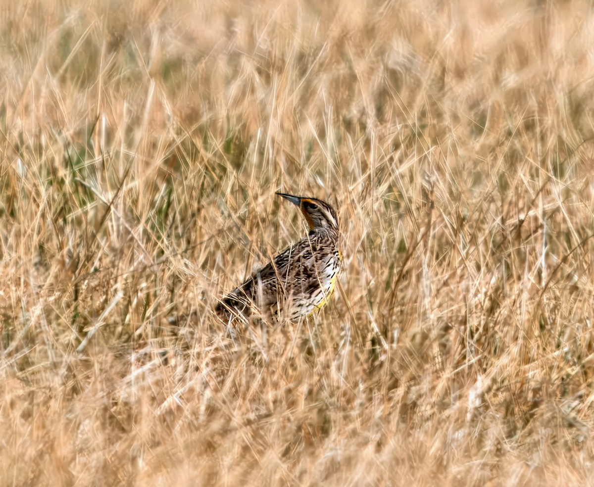 Western Meadowlark - ML616482470