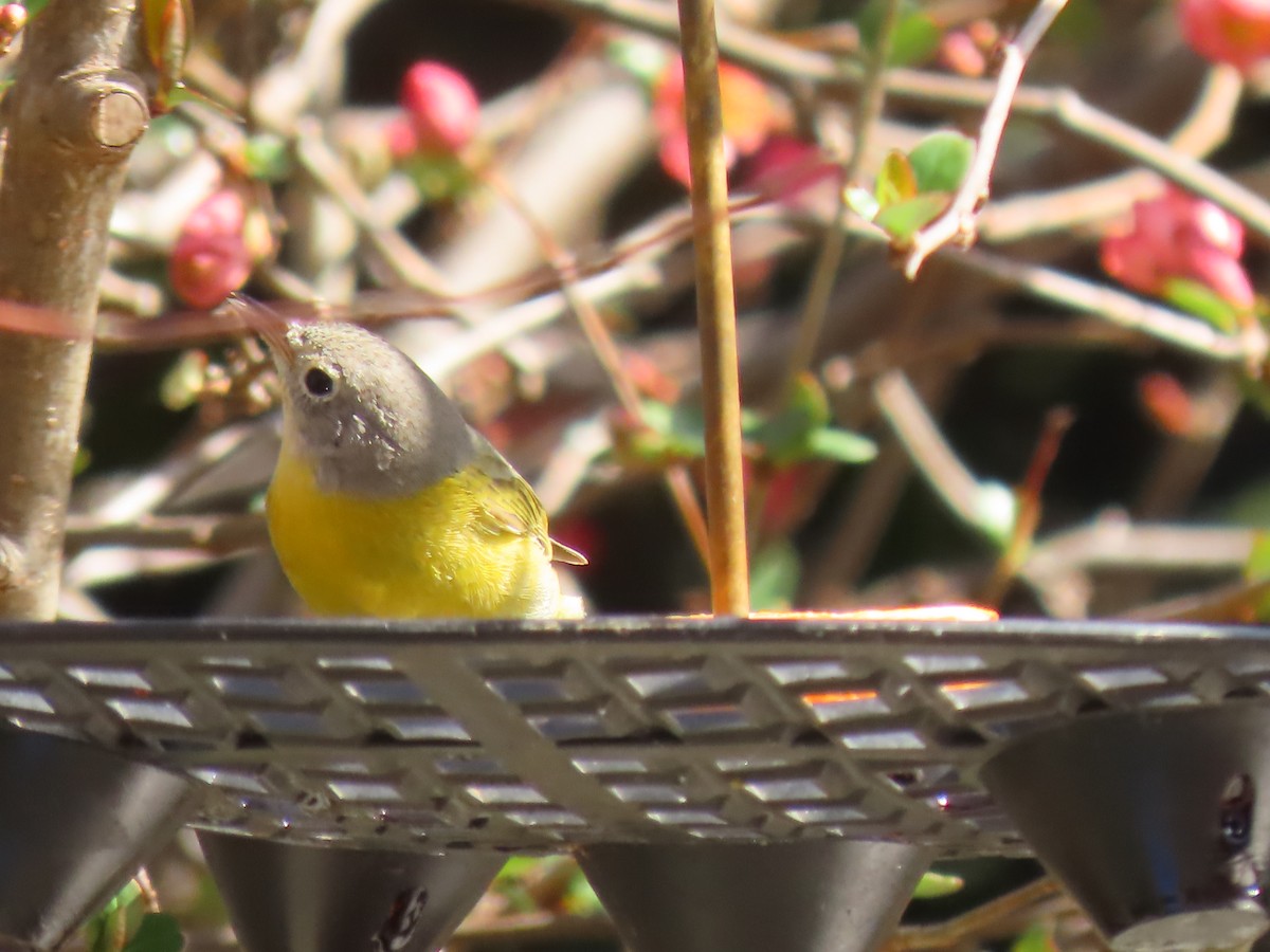 Nashville Warbler - Kathy Louthan